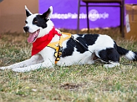 Adoptuj Warszawiaka  Wydarzenie promujące adopcję zwierząt. Organizator: Schronisko dla Bezdomnych Zwierząt "Na Paluchu". 18 sierpnia 2019, Park Raszyński w Raszynie. : park raszyński, adoptuj warszawiaka, na paluchu, schronisko dla zwierząt, centrum warszawy, raszyn